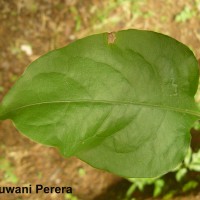 Plumbago zeylanica L.