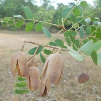 <i>Chloroxylon swietenia</i>  DC.