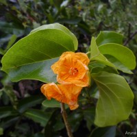 Cordia subcordata Lam.