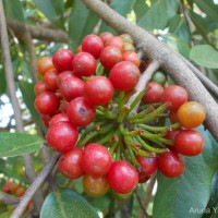 Huberantha cerasoides (Roxb.) Chaowasku