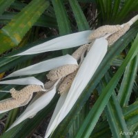 Pandanus kaida Kurz