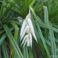 <i>Pandanus kaida</i>  Kurz