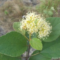 Cordia monoica Roxb.