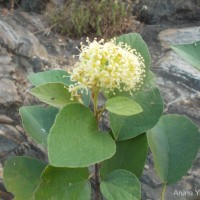 <i>Cordia monoica</i>  Roxb.