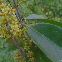 Salacia reticulata Wight