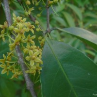 Salacia reticulata Wight