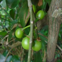 Garcinia spicata (Wight & Arn.) Hook.f.