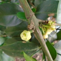 Garcinia spicata (Wight & Arn.) Hook.f.