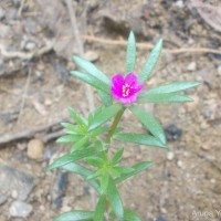 Portulaca pilosa L.