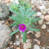 <i>Portulaca pilosa</i>  L.