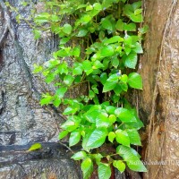 Rhynchoglossum notonianum (Wall.) B.L.Burtt