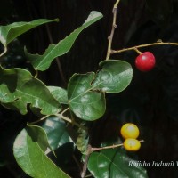 Pachygone ovata (Poir.) Miers ex Hook.f. & Thomson