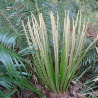 Cycas nathorstii J.Schust.