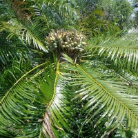 Cycas nathorstii J.Schust.