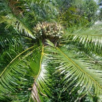 Cycas nathorstii J.Schust.