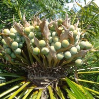 Cycas nathorstii J.Schust.