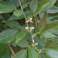 Dendrolobium triangulare (Retz.) Schindl.