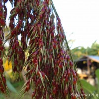 Sorghum bicolor (L.) Moench