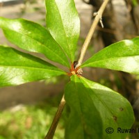 Punica granatum L.