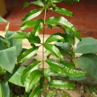 Punica granatum L.