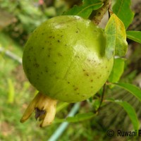 Punica granatum L.