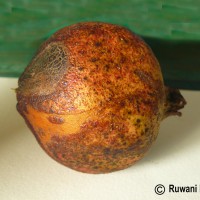 Punica granatum L.