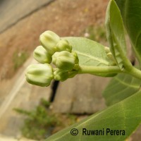 Calotropis gigantea (L.) W.T.Aiton