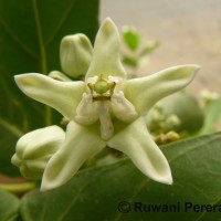 Calotropis gigantea (L.) W.T.Aiton