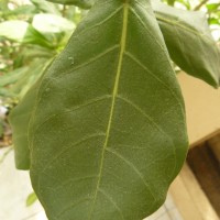 Calotropis gigantea (L.) W.T.Aiton