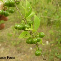 Canthium coromandelicum (Burm.f.) Alston