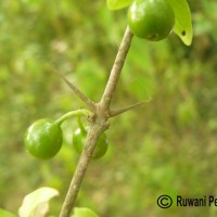 Canthium coromandelicum (Burm.f.) Alston