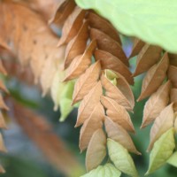 Flemingia strobilifera (L.) W.T.Aiton