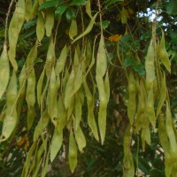 Brachypterum scandens (Roxb.) Miq.