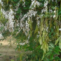 Brachypterum scandens (Roxb.) Miq.