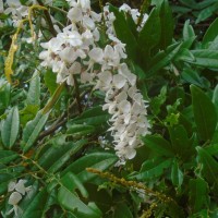 Brachypterum scandens (Roxb.) Miq.