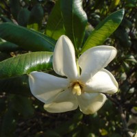 Gardenia fosbergii Tirveng.