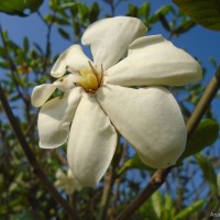 Gardenia fosbergii Tirveng.