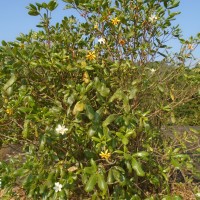 Gardenia fosbergii Tirveng.