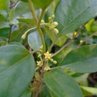 Gymnema sylvestre (Retz.) R.Br. ex Sm.