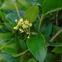 Gymnema sylvestre (Retz.) R.Br. ex Sm.