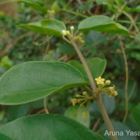 Gymnema sylvestre (Retz.) R.Br. ex Sm.