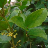 Gymnema sylvestre (Retz.) R.Br. ex Sm.