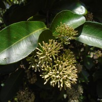 Ixora jucunda Thwaites