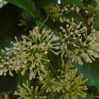 Ixora jucunda Thwaites