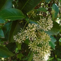 Ixora jucunda Thwaites