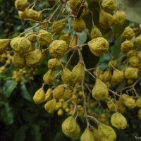 Pityranthe verrucosa Thwaites