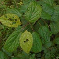 Premna thwaitesii C.B.Clarke