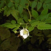 Rubus rosifolius Sm.