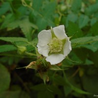 Rubus rosifolius Sm.