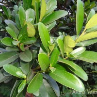 <i>Diospyros ovalifolia</i>  Wight